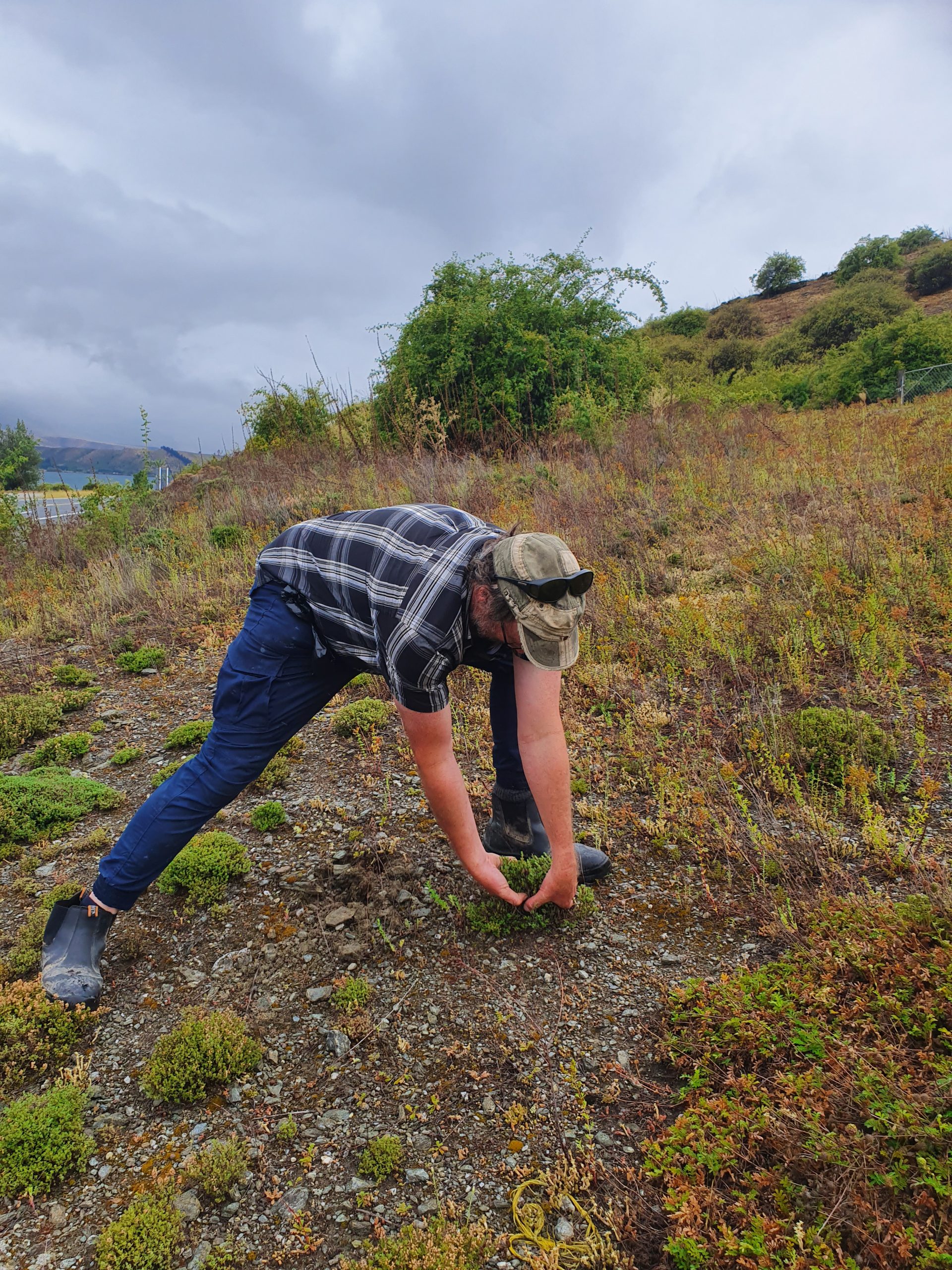 Peter-Langlands-collecting-wild-thyme-20200204_133326-scaled.jpg